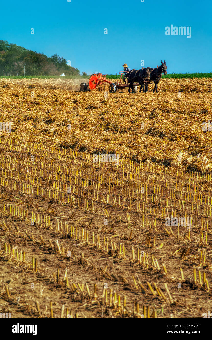 Los agricultores cosechar heno Amish del condado de Lancaster, Pennsylvania. Foto de stock