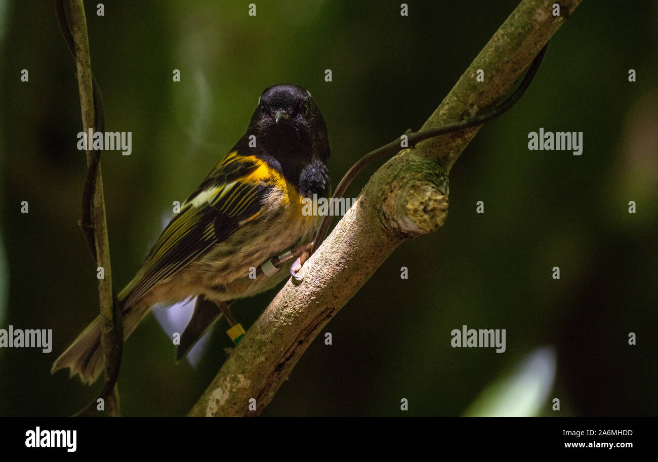 Un raro Stitchbird (hihi) en la isla Stewart NZ Foto de stock