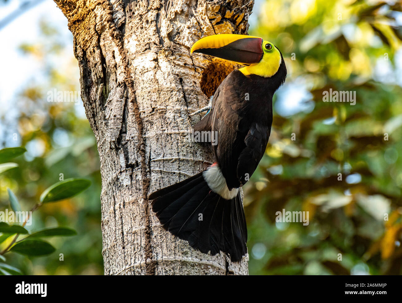 Un color amarillo-throated tucán y su pico gigante Foto de stock