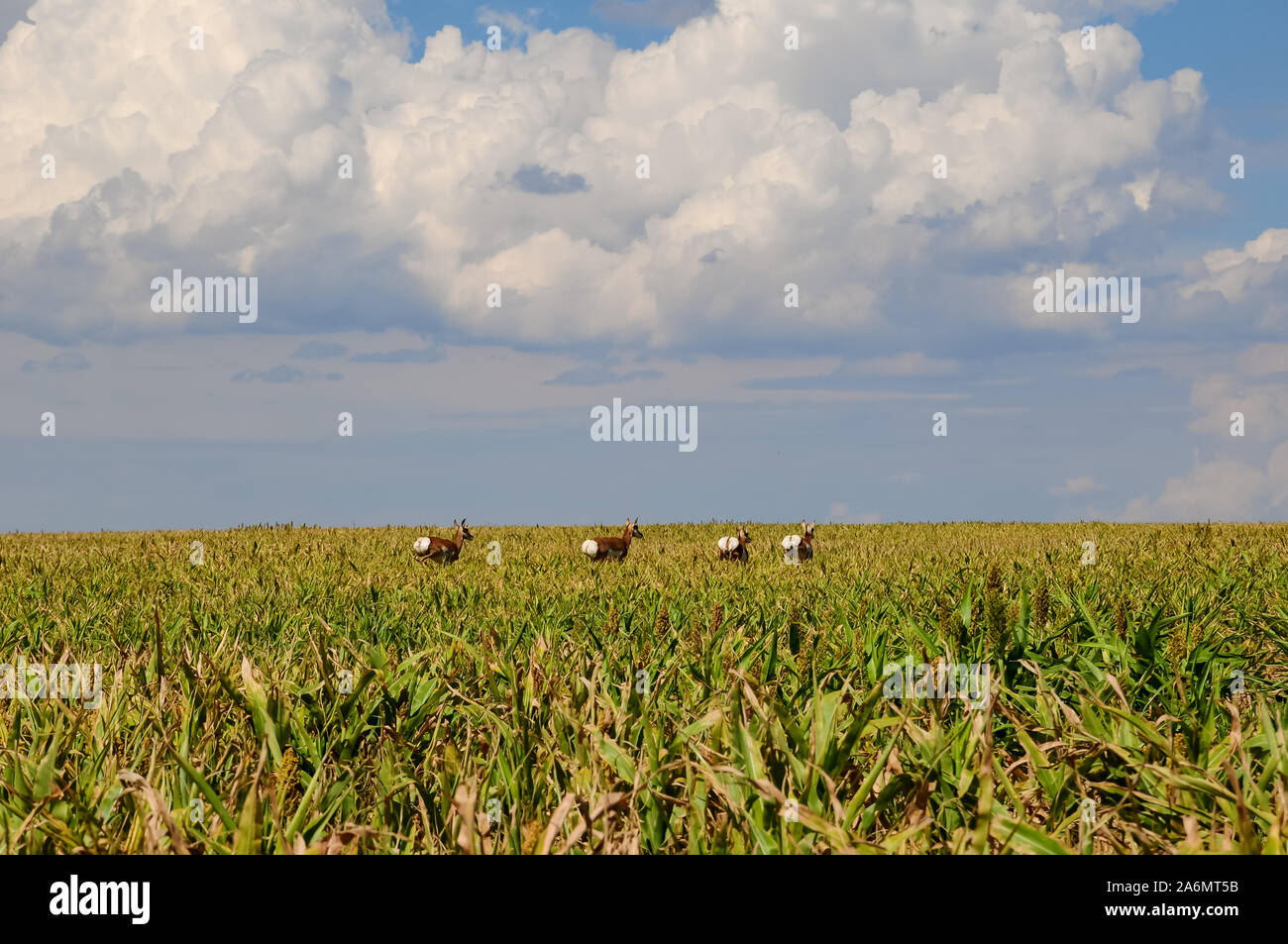 Pronghorns corriendo a través de un campo de sorgo en Colorado Foto de stock