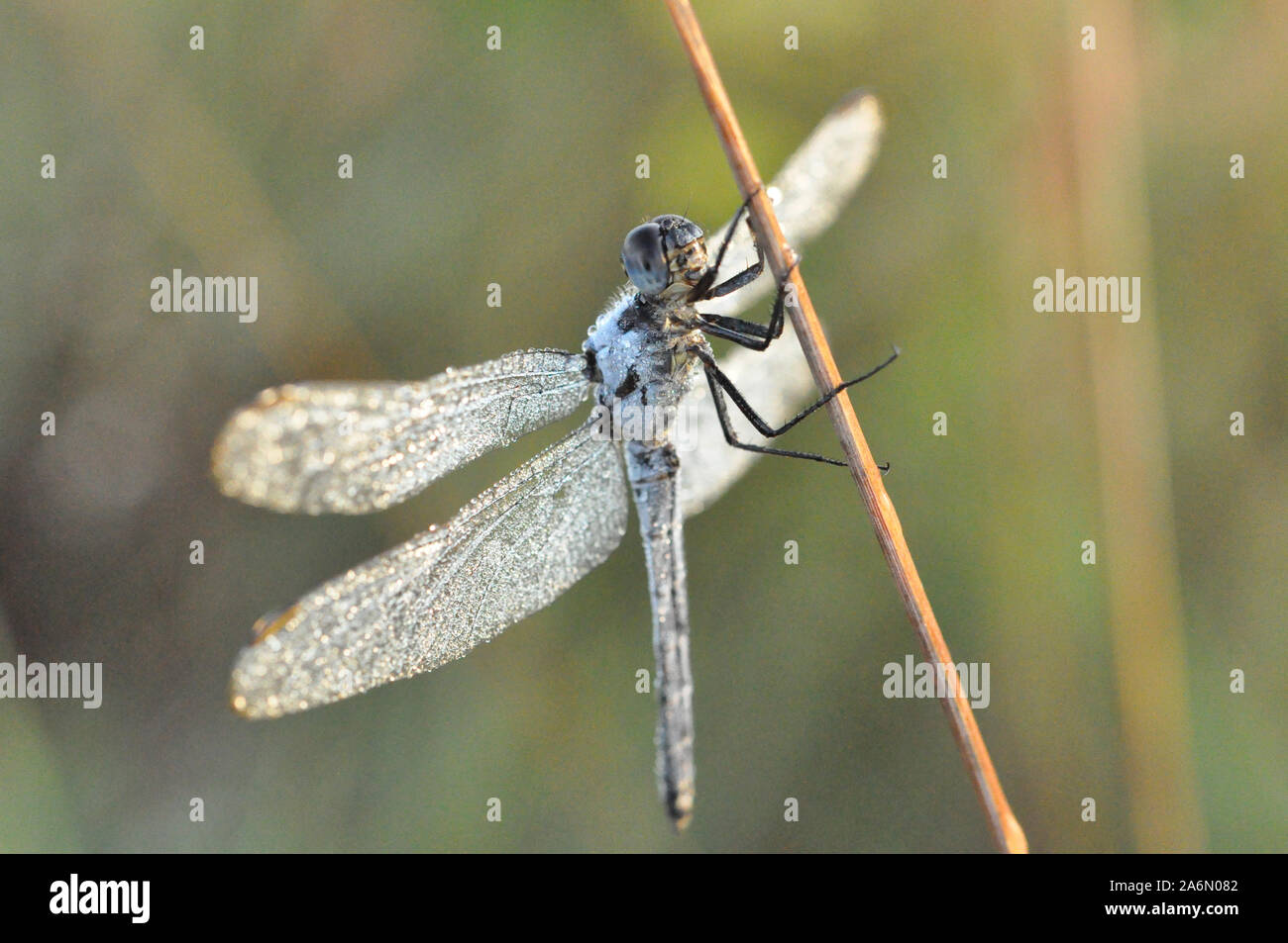 Una libélula es un tipo de insecto perteneciente al orden Odonata, el suborden Epiprocta o, en sentido estricto, la infraorder Anisoptera. Se caracteriza por grandes ojos multifacéticos, dos pares de fuertes alas transparentes y cuerpo alargado. Las libélulas son similares a damselflies, pero los adultos pueden ser diferenciados por el hecho de que las alas de la mayoría de las libélulas se celebren fuera de, y perpendicular al cuerpo cuando está en reposo. Aunque las libélulas poseen 6 patas como cualquier otro insecto, que no son capaces de caminar. Las libélulas son valiosos los depredadores que se comen los mosquitos y otros s Foto de stock