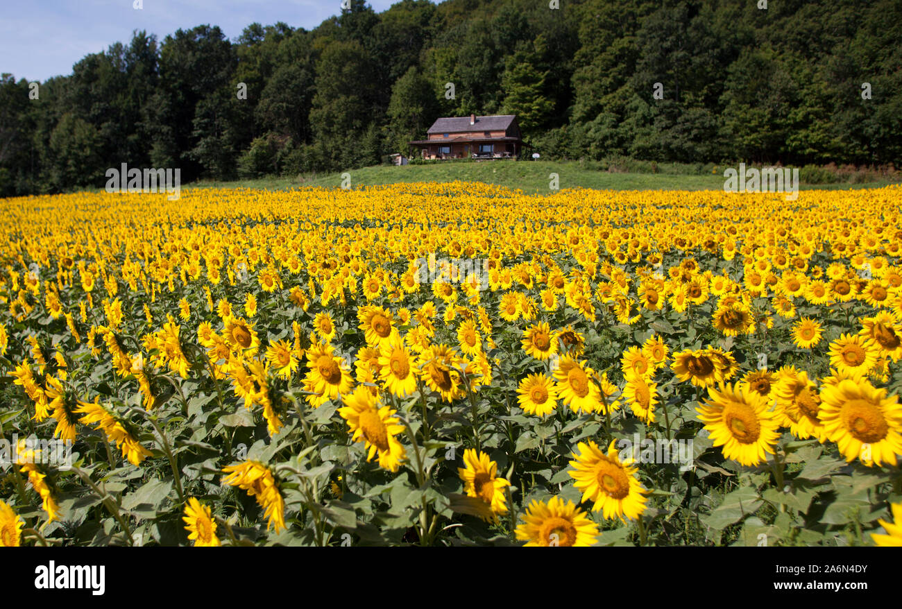 Girasol en plena floración de pie en un campo de propiedad de John  Williamson, del 7 de agosto de 2012 sobre su familia ejecutar granja de 200  acres en North Bennington, Vermont.