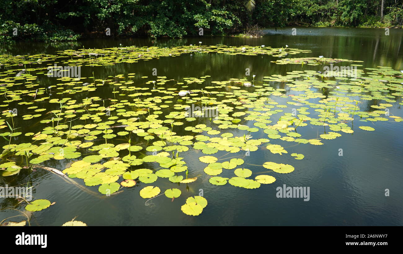 Prístina estanque cubierto con una capa superior de lirio verde en un parque tranquilo con ningún pueblo Foto de stock