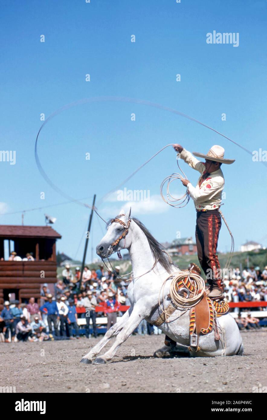 CALGARY, AB - 9 de julio: Un hombre no identificado tiene su caballo arrodillarse como él hace cuerda trucos durante el Calgary Stampede el 9 de julio de 1954 en Calgary, Alberta, Canadá. (Foto por Hy Peskin) (número de registro: X1460) Foto de stock