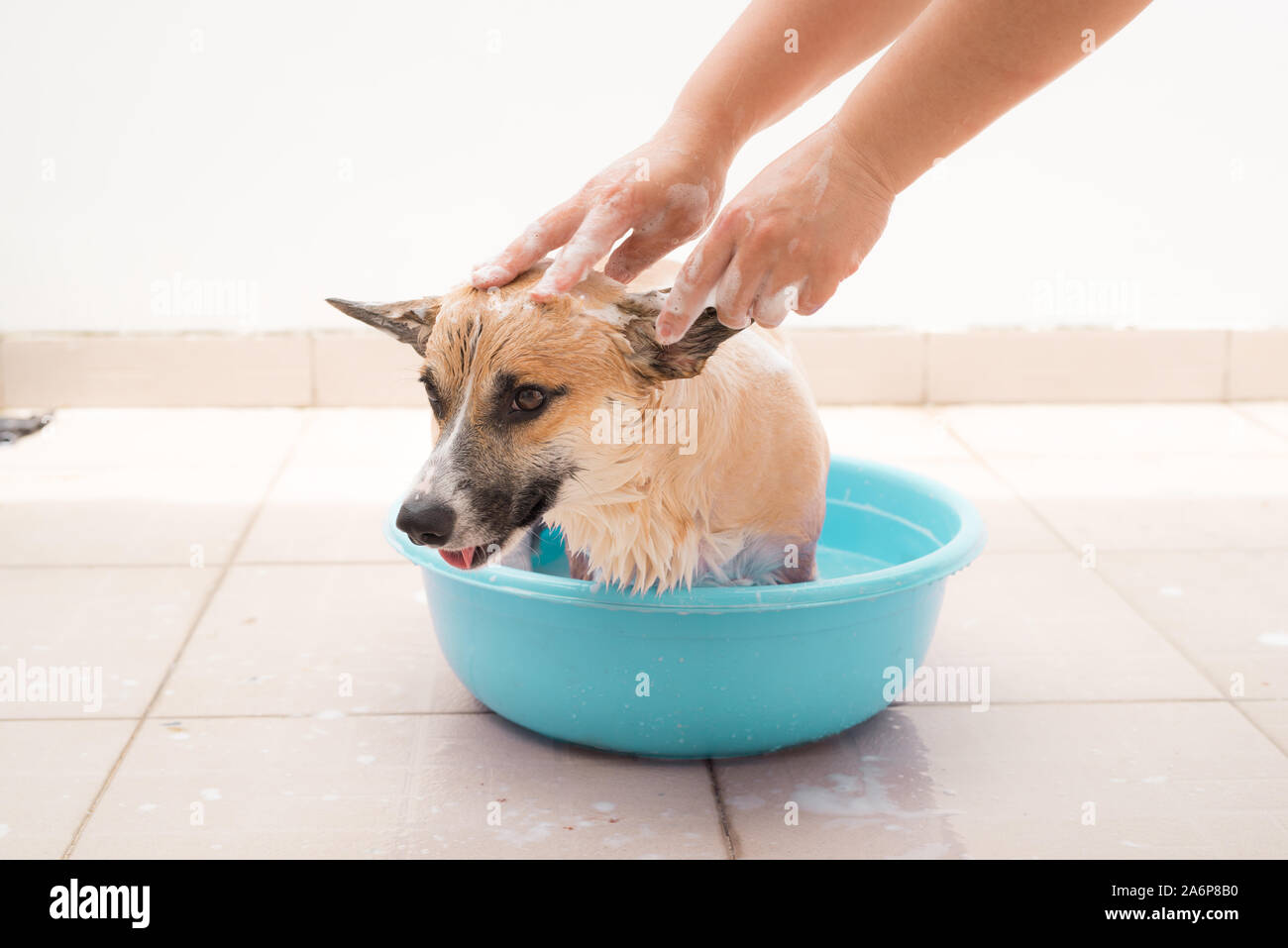 Pembroke corgi obteniendo un baño en los meses de verano Foto de stock