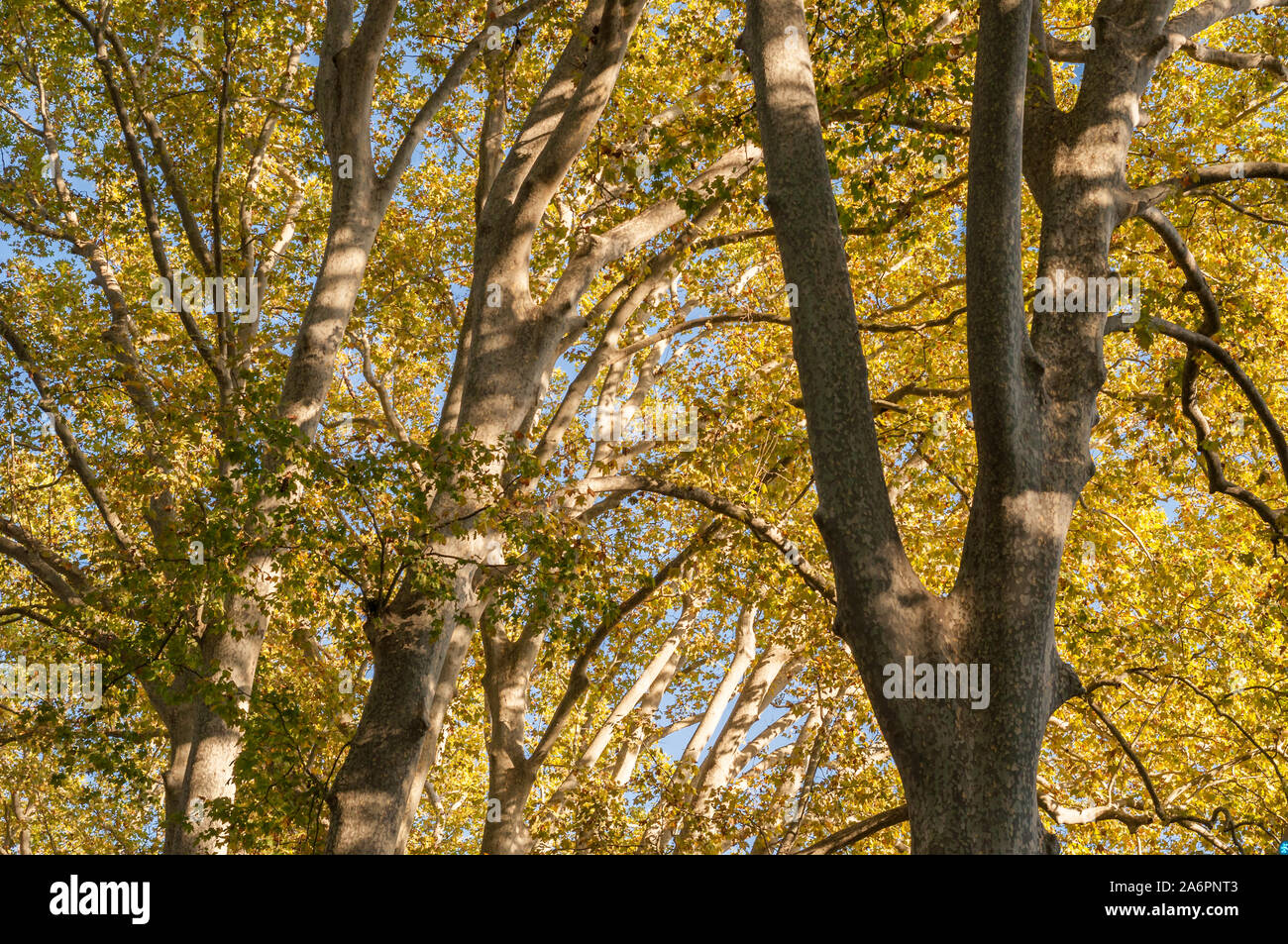 Follaje otoñal de Platanus hispanica árboles Foto de stock