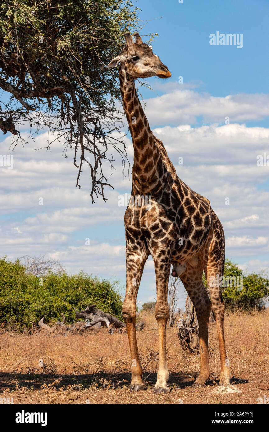 Un macho jirafa (Giraffa camelopardalis). Un africano más puntera de mamíferos ungulados vivos, el más alto y el más grande de los animales terrestres rumiantes. Savuti Foto de stock