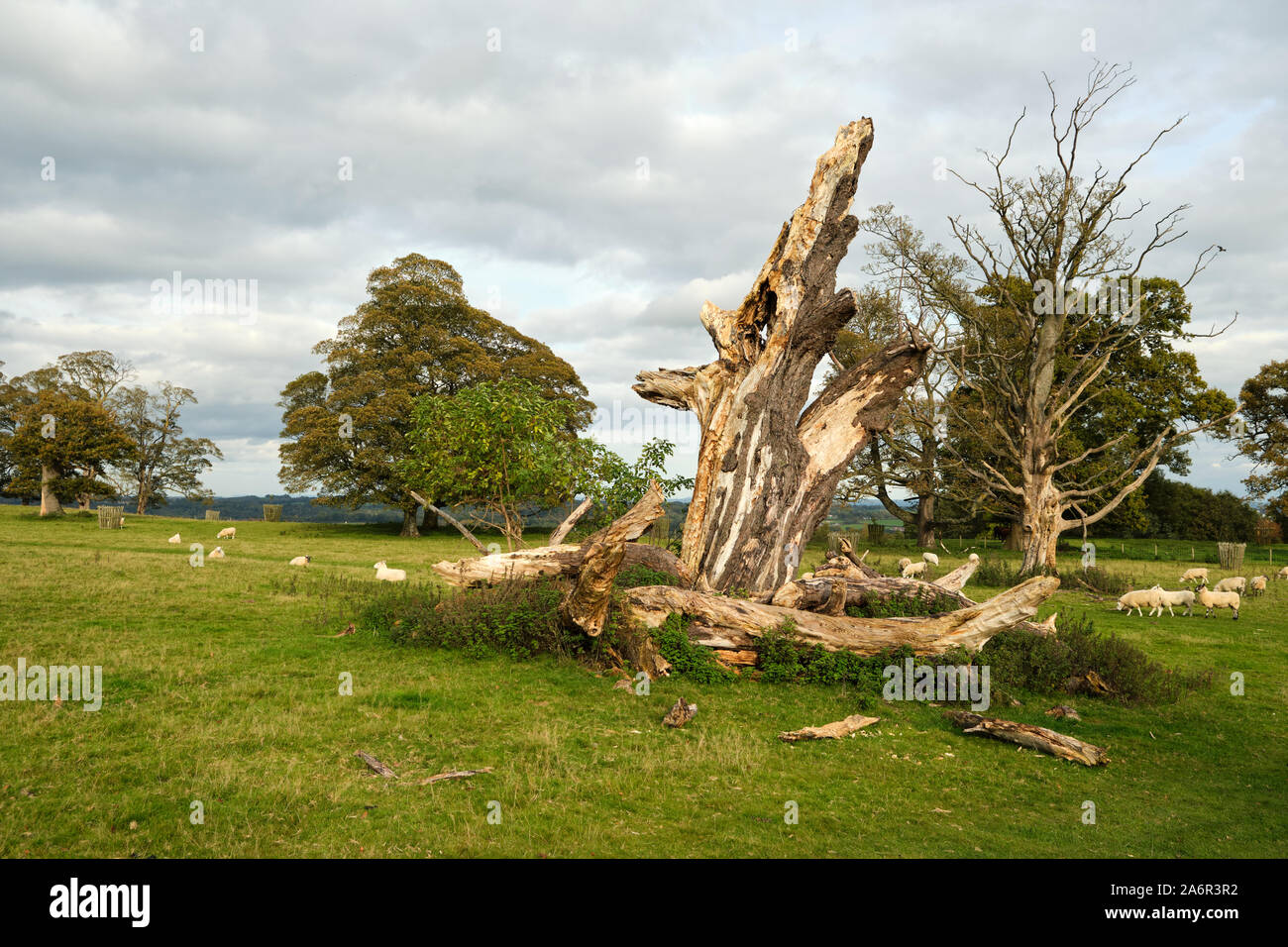 Caído árbol muerto en un parque cerca de Chirk en Gales con ovejas Foto de stock