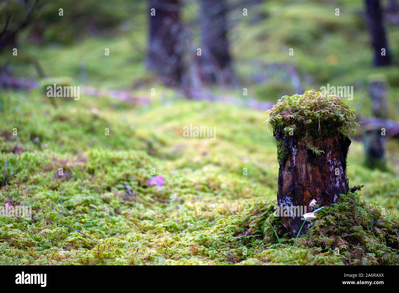 Mossy tocón en Wildwood en Suecia Foto de stock