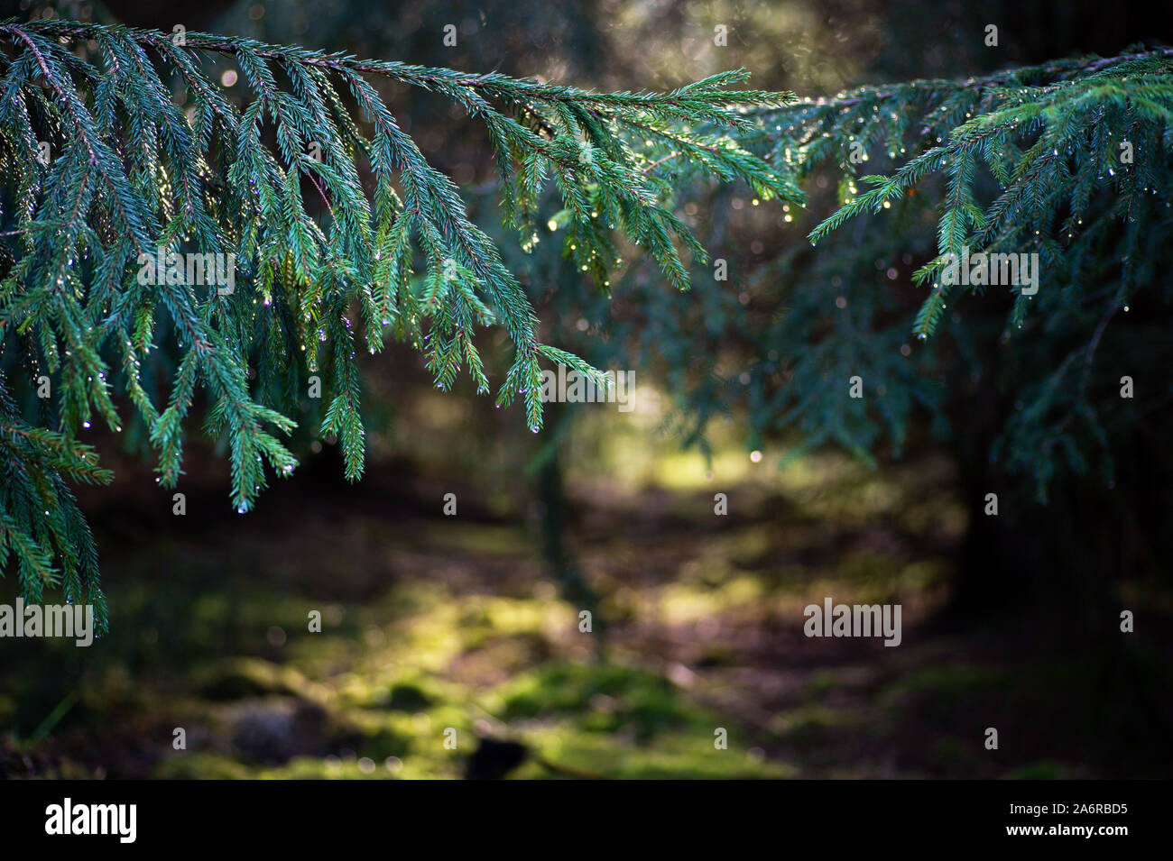 Pino con gotas de lluvia en el bosque más profundo en el sur de Suecia, Fondo web Foto de stock