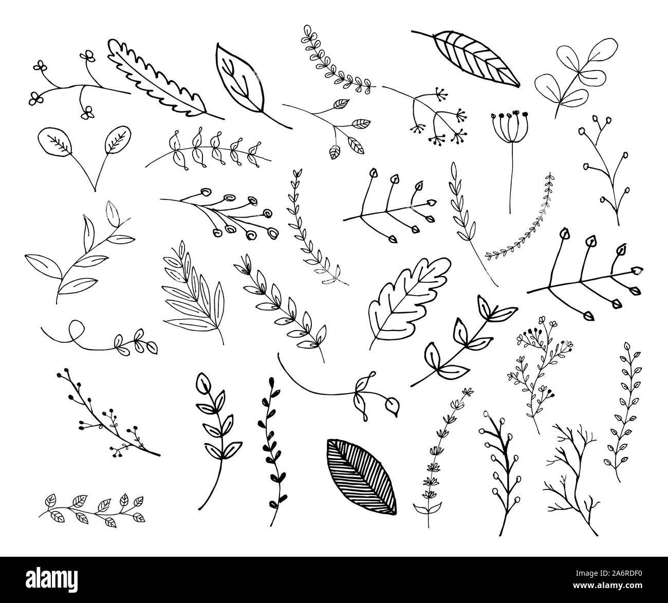 Dibujadas a mano las hojas y ramas, elementos florales, botánicos ilustraciones y vectores Ilustración del Vector