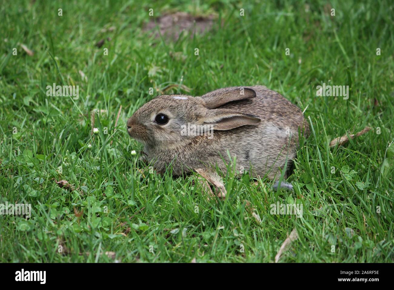 Conejo (Oryctolagus cuniculus) en Bocholt, Alemania Foto de stock