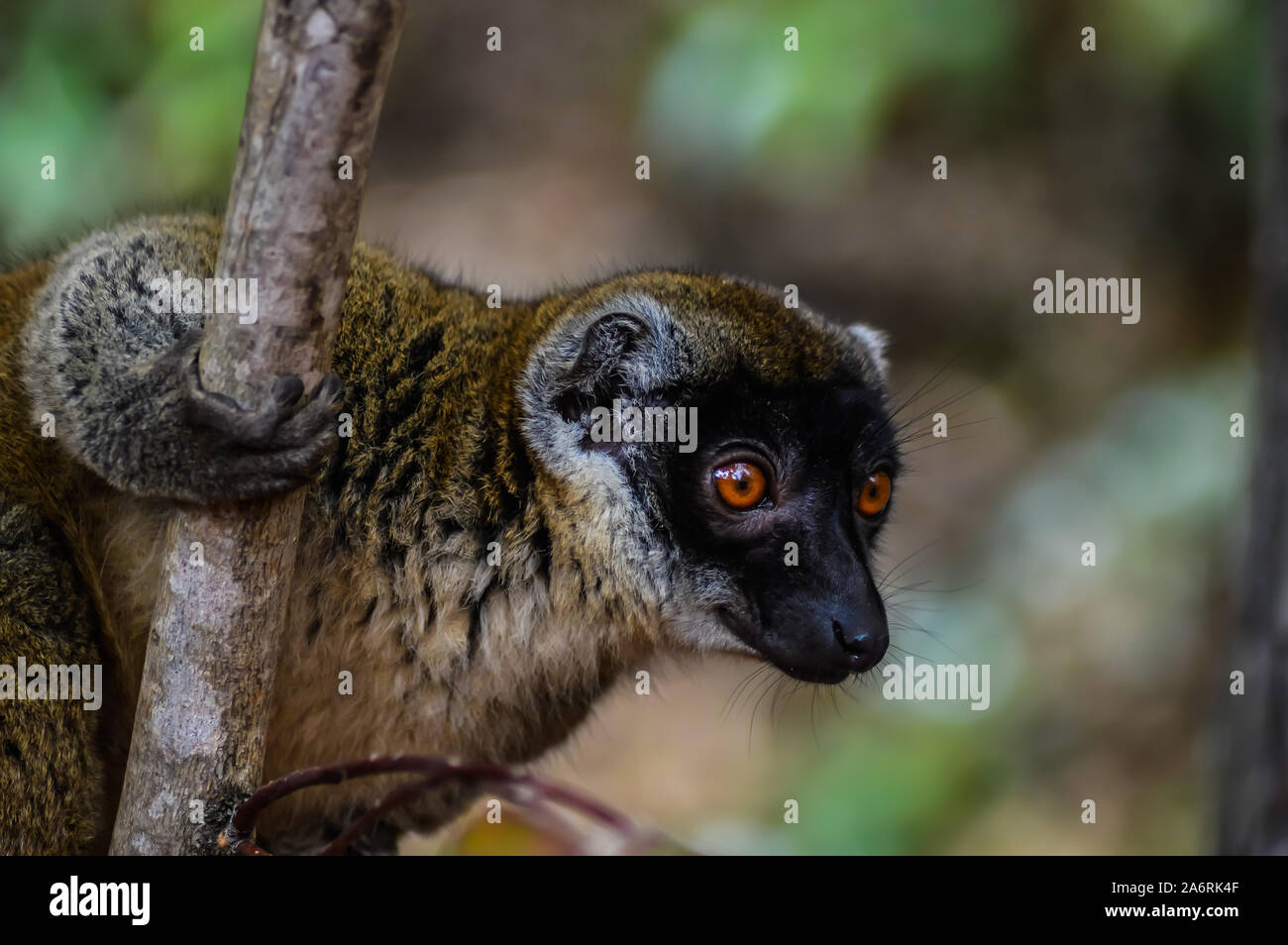 Madagascar lemur cuyo nombre es marrón o lemur Lemur salvaje o marrón maki. Foto de stock