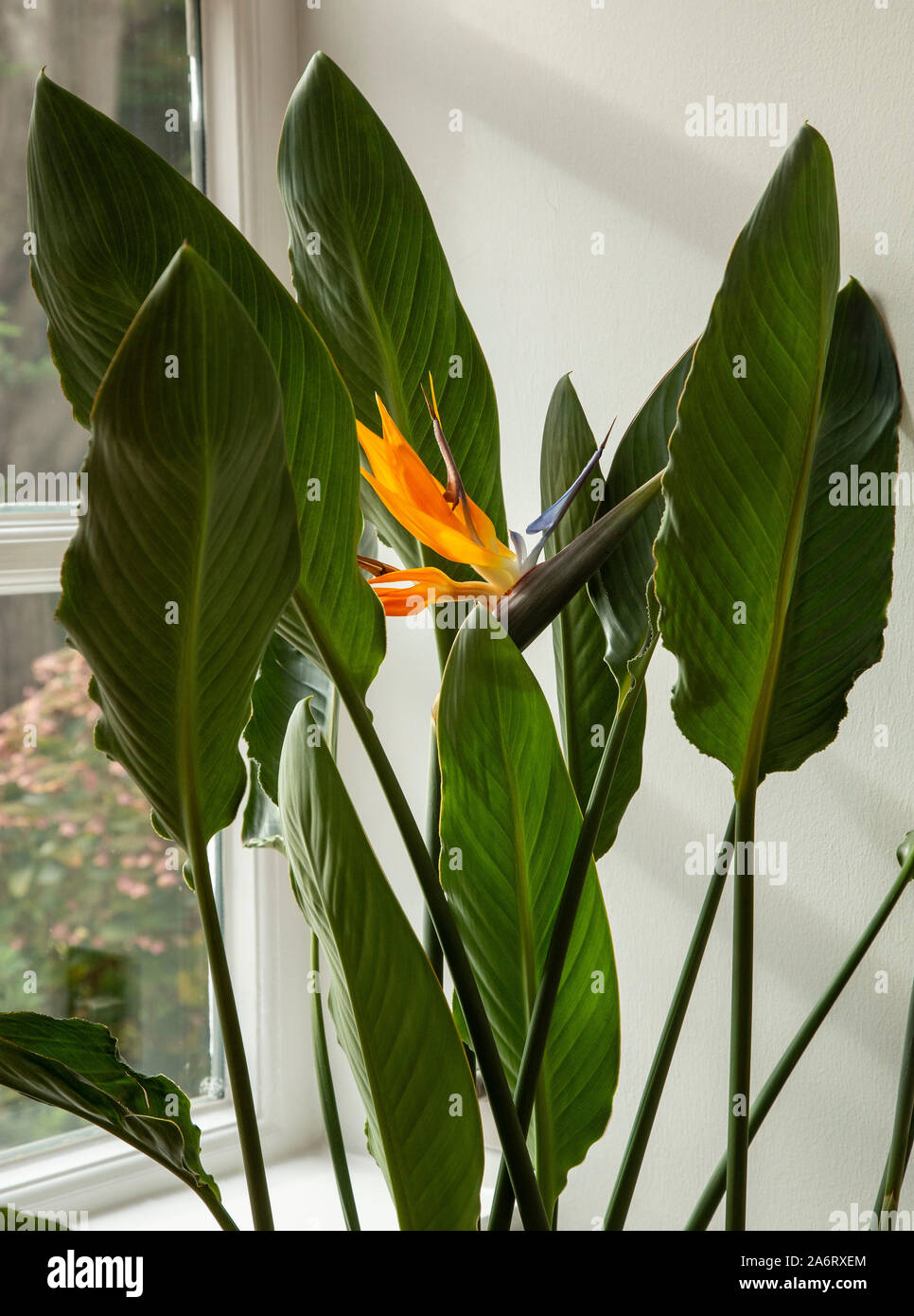 Strelitzia como planta de interior en flor - Ave del Paraiso Fotografía de  stock - Alamy