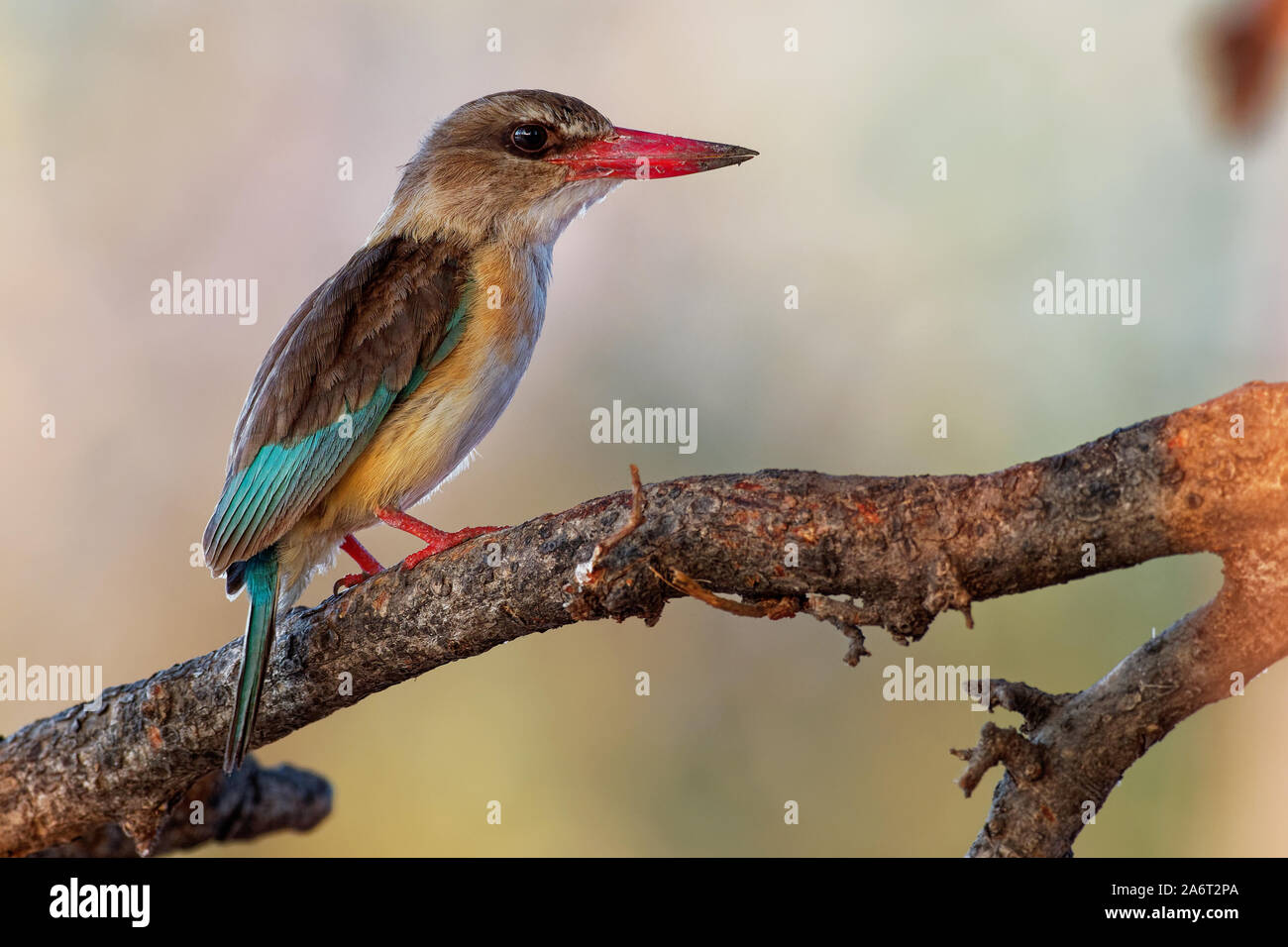 Brown-hooded Kingfisher - Halcyon albiventris pájaro con pico rojo y azul brouwn regresar de África al sur del Sahara, que viven en los bosques, matorral, bosque Foto de stock