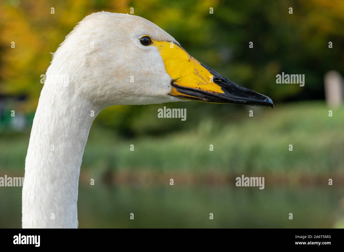 Cabeza y cuello de cisnes cantores, con pico amarillo y negro y plumaje blanco Foto de stock