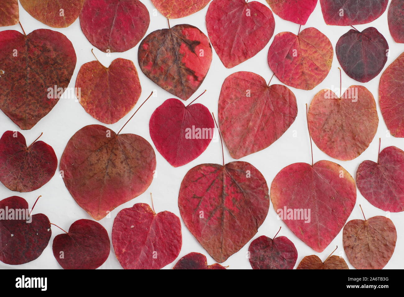 Hojas en forma de corazón de Cercis canadensis "Bosque Pansy' mostrar vibrantes tonos de otoño sobre fondo blanco. Foto de stock