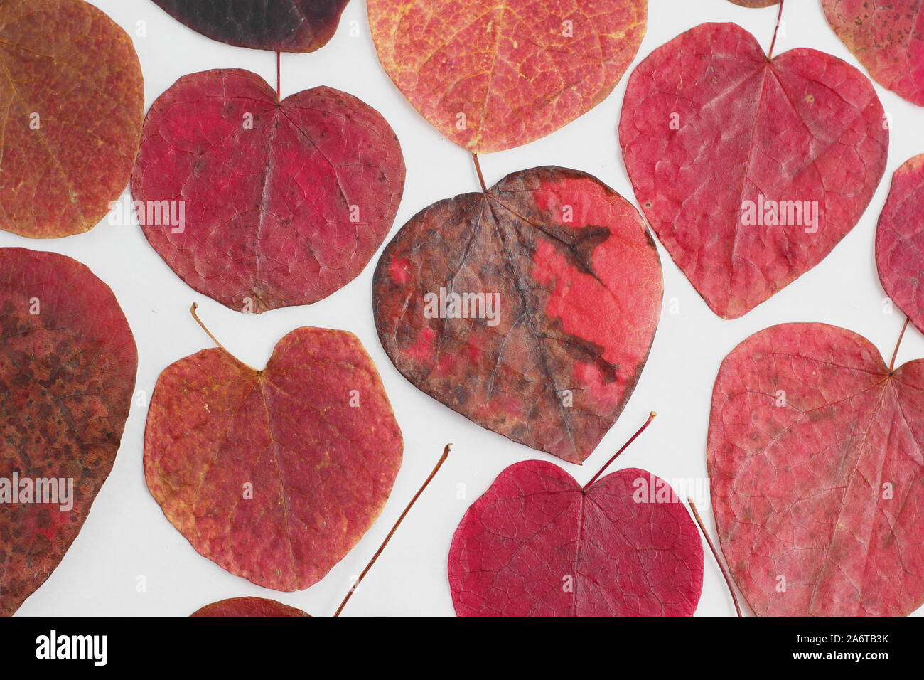 Hojas en forma de corazón de Cercis canadensis "Bosque Pansy' mostrar vibrantes tonos de otoño sobre fondo blanco. Foto de stock