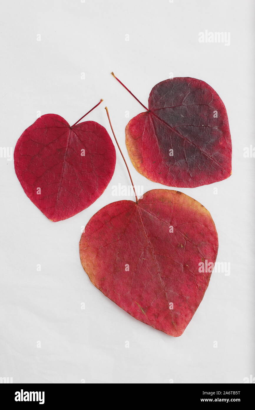 Hojas en forma de corazón de Cercis canadensis "Bosque Pansy' mostrar vibrantes tonos de otoño sobre fondo blanco. Foto de stock