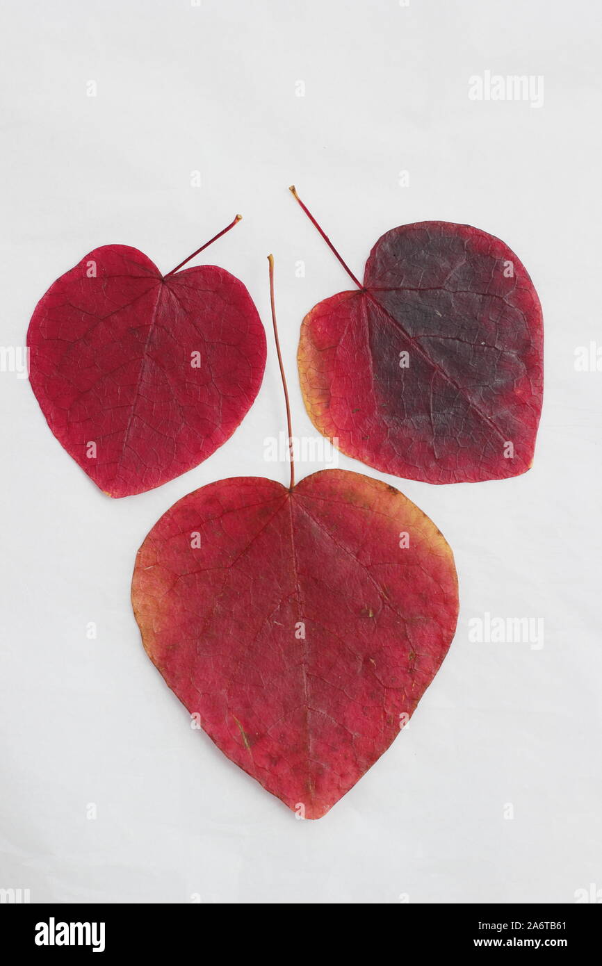 Hojas en forma de corazón de Cercis canadensis "Bosque Pansy' mostrar vibrantes tonos de otoño sobre fondo blanco. Foto de stock