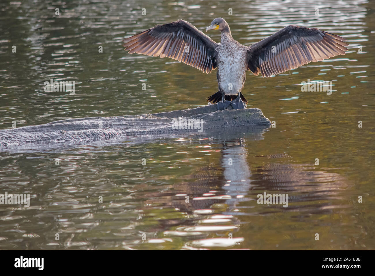 Un cormorán descansa sobre una roca en el lago con sus alas extendidas retroiluminado en la luz de la mañana Foto de stock