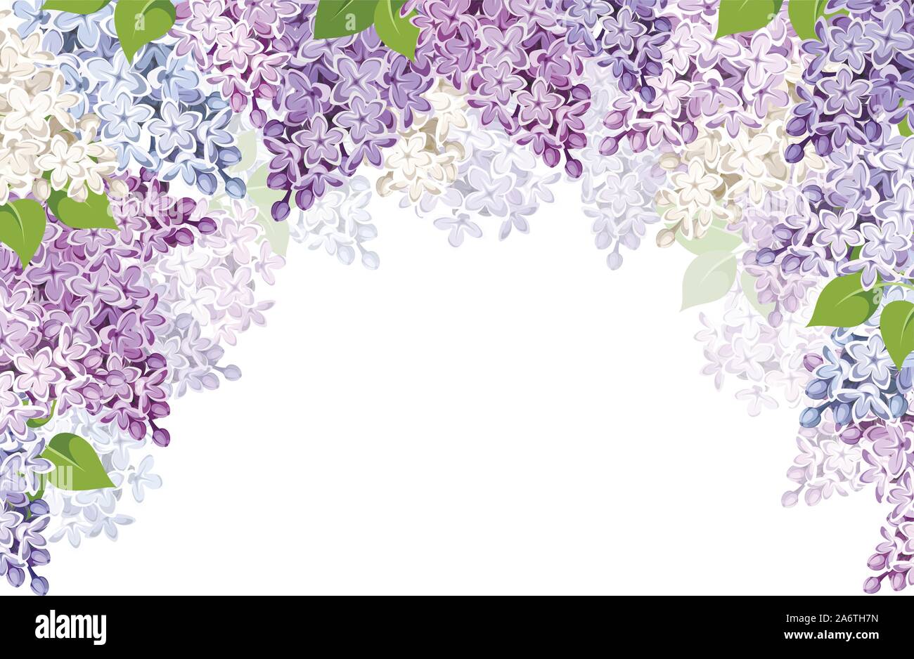 Antecedentes vectoriales con morado, rosa, azul y blanco de flores de color  lila Imagen Vector de stock - Alamy