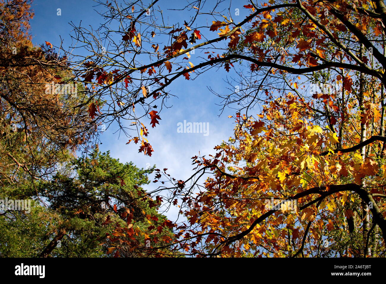 Coloridas hojas en el bosque durante el otoño Foto de stock