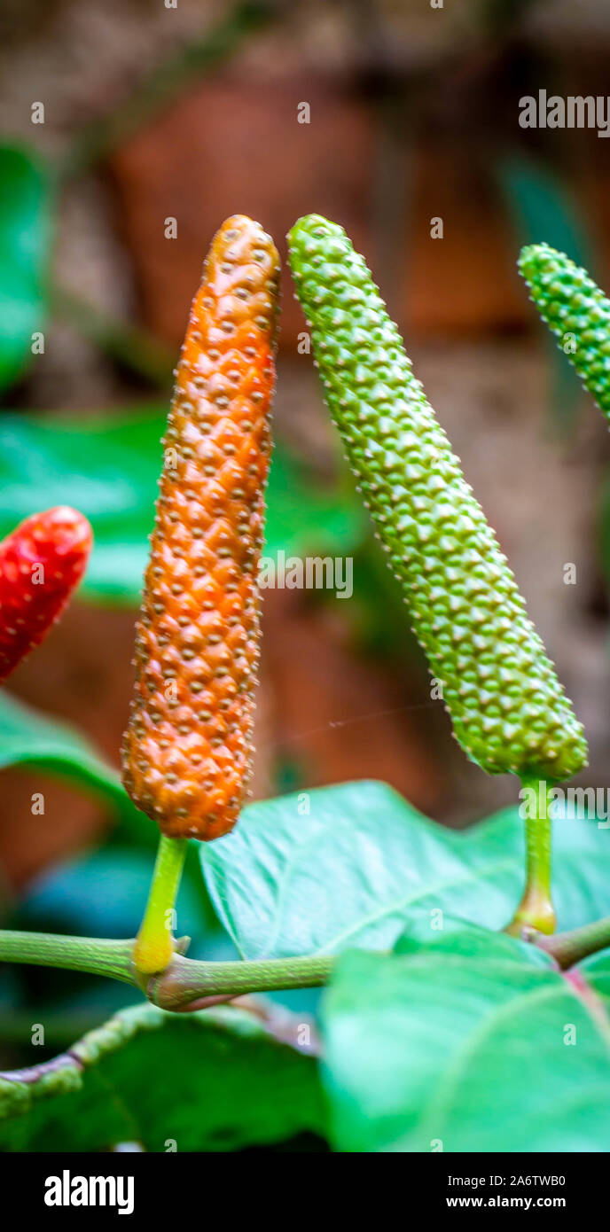 Piper retrofractum o javaneses chili fruta con colores vibrantes. Esta