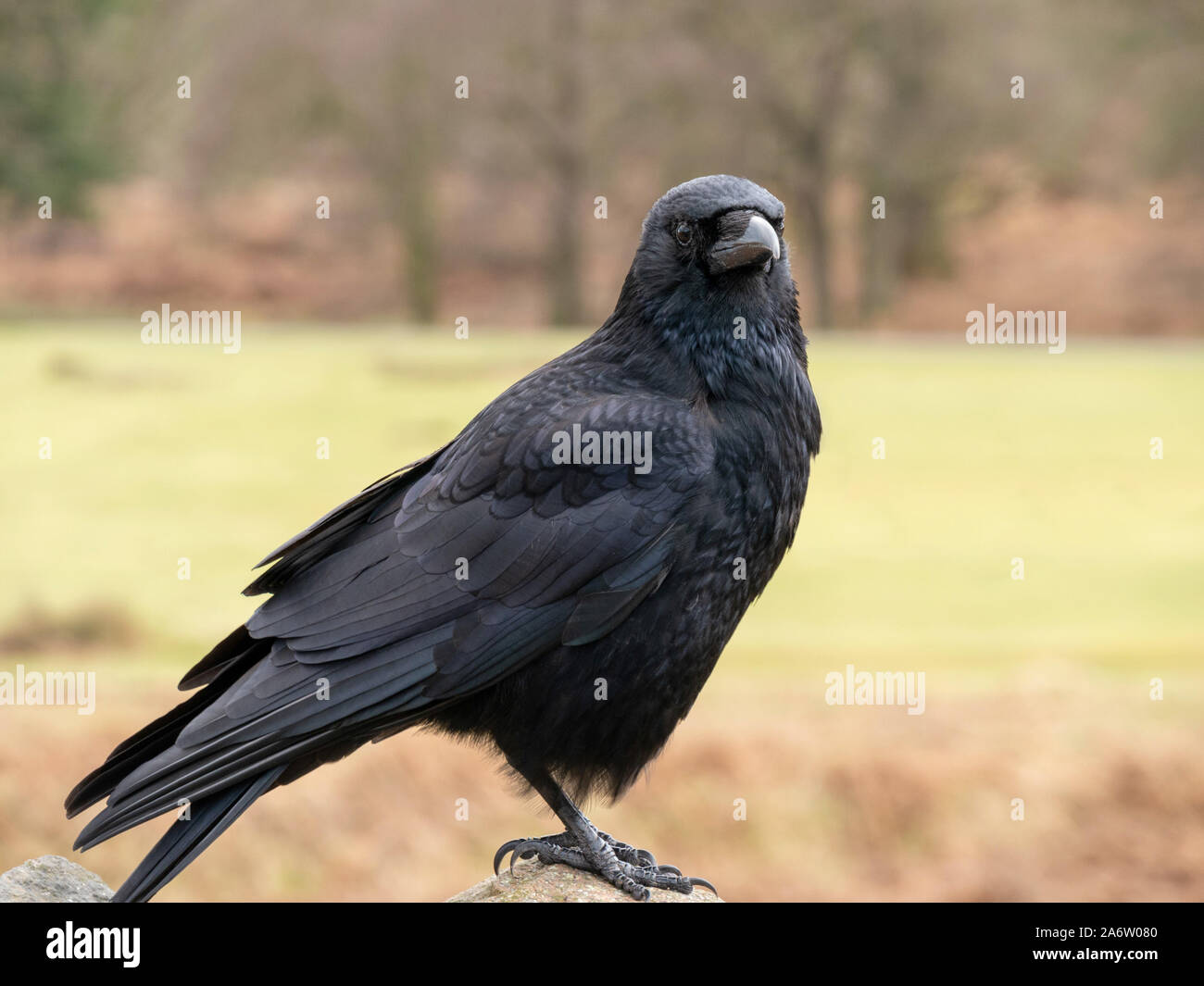 Uno negro común pájaro Cuervo (Corvus corax), también conocida como Norte de Raven, Inglaterra, Reino Unido. Foto de stock