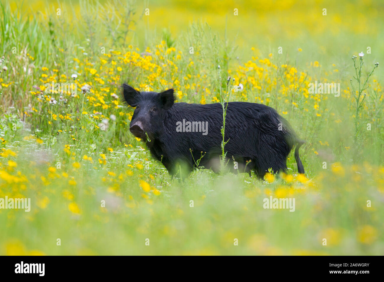 Feral el cerdo (Sus scrofa) en wildflower meadow, Myakka River State Park, Florida, USA. Foto de stock