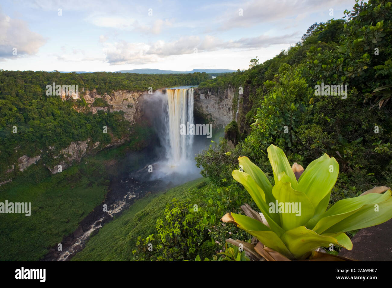 Las cataratas de Kaieteur y un tanque de bromelias en primer plano, rver Potaro, Guyana. Foto de stock