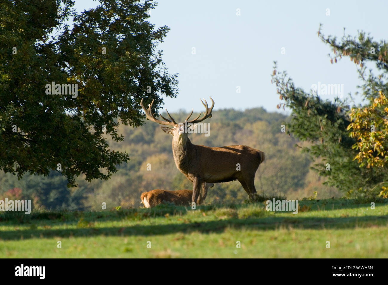 El Ciervo macho de ciervo colorado (Cervus elaphus) llamadas durante la temporada de celo en Bradgate Park, Leicestershire, REINO UNIDO Foto de stock