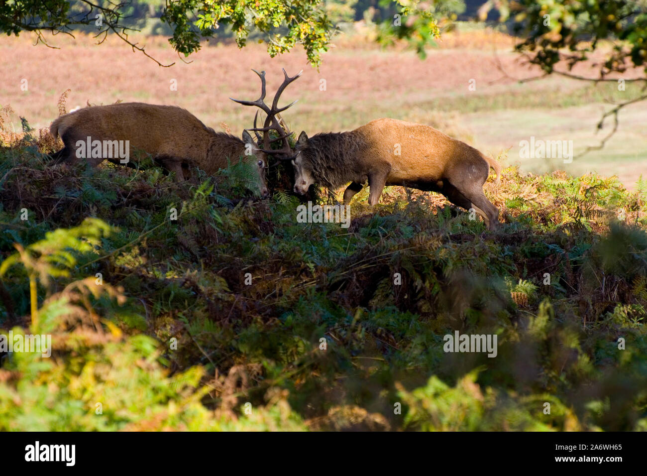 Par de Ciervo macho de ciervo colorado (Cervus elaphus) combates durante la temporada de celo en Bradgate Park, Leicestershire, REINO UNIDO Foto de stock