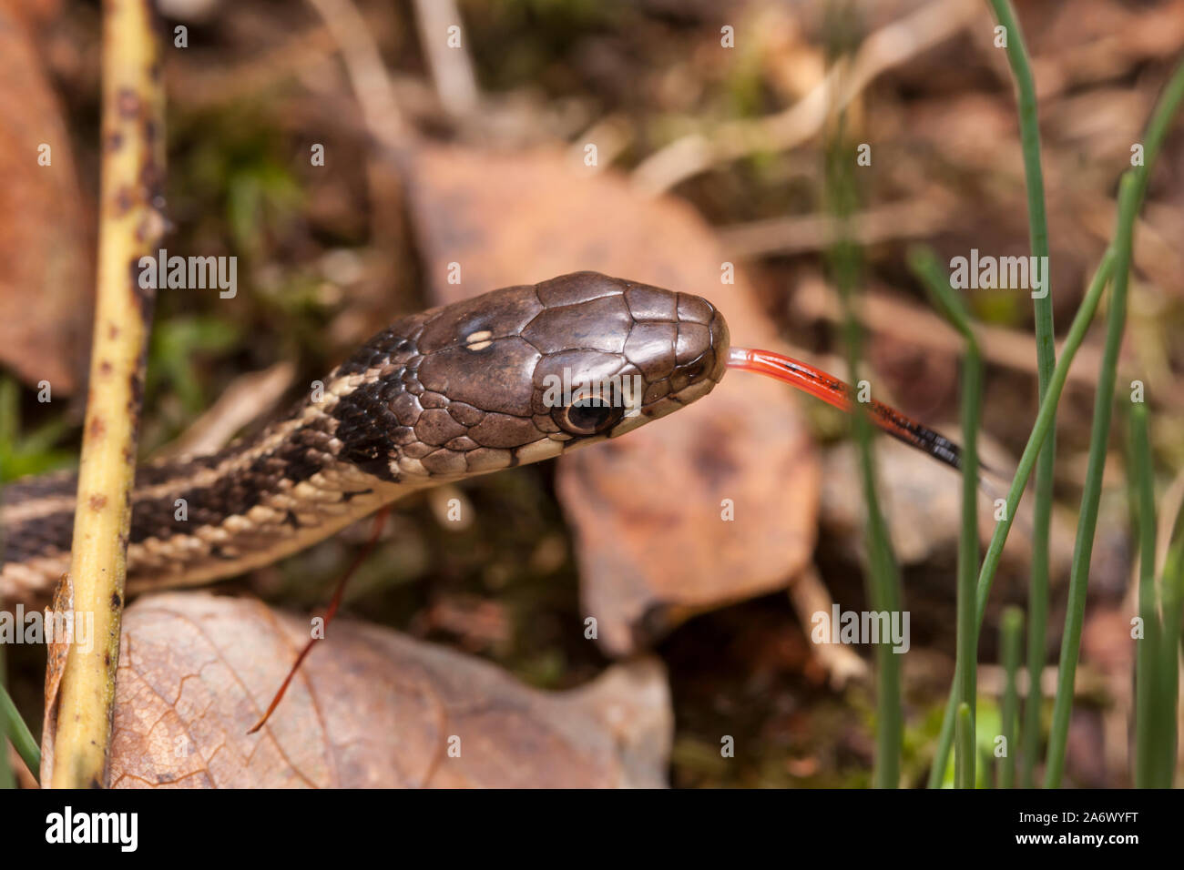 Un Garter Snake oriental (Thamnophis sirtalis sirtalis) gestos su lengua mientras se mueve entre hojas de otoño. Foto de stock