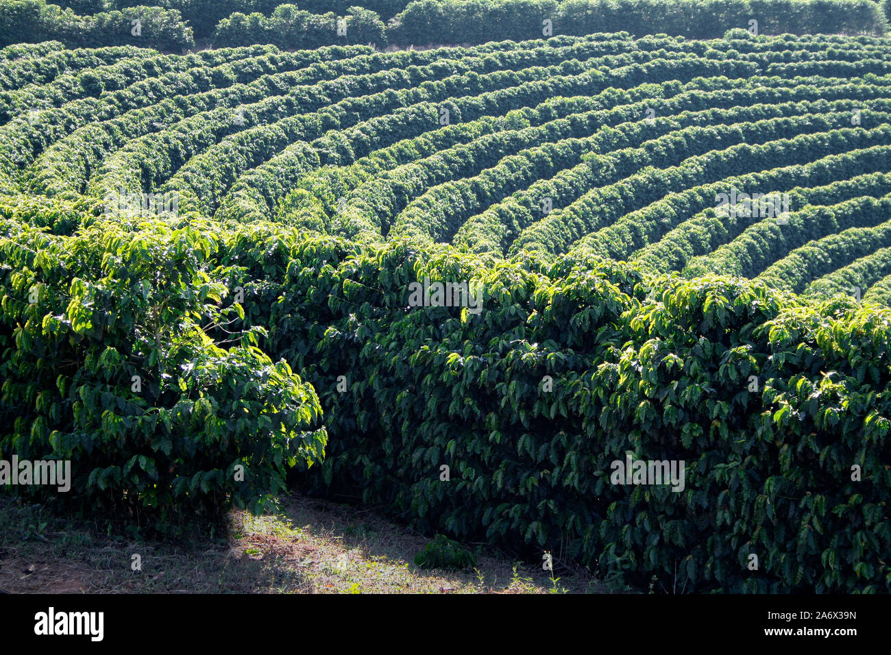 Ver granja con plantación de café - Granja plantación de café en Brasil - Cafe do Brasil - café brasileño Foto de stock