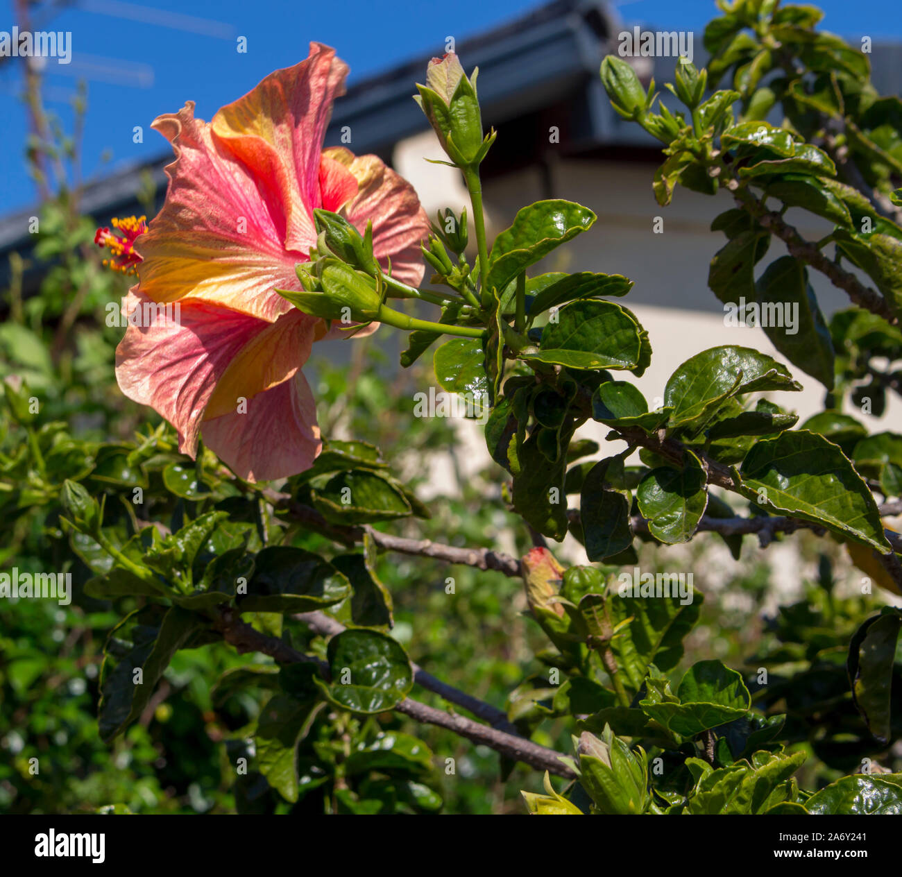 Naranja brillante infundida con rosa hawaiana única Hibiscus rosa-sinensis hibisco perenne que florece en primavera con grandes pétalos verde contrastada. Foto de stock