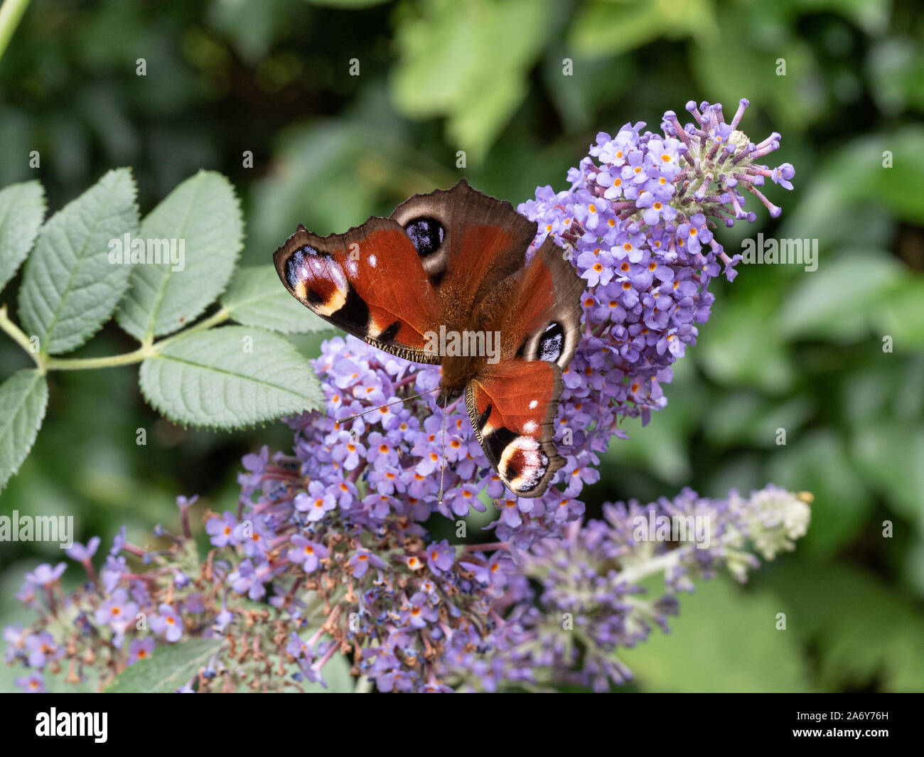De cerca una de alas de mariposa pavo real abierto Buddleia alimentándose de una flor Foto de stock