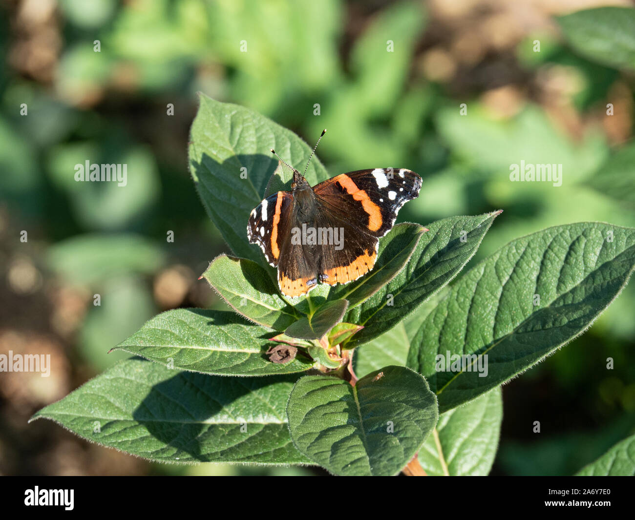 De cerca una mariposa almirante rojo mostrando la aleta distintivos marcas Foto de stock