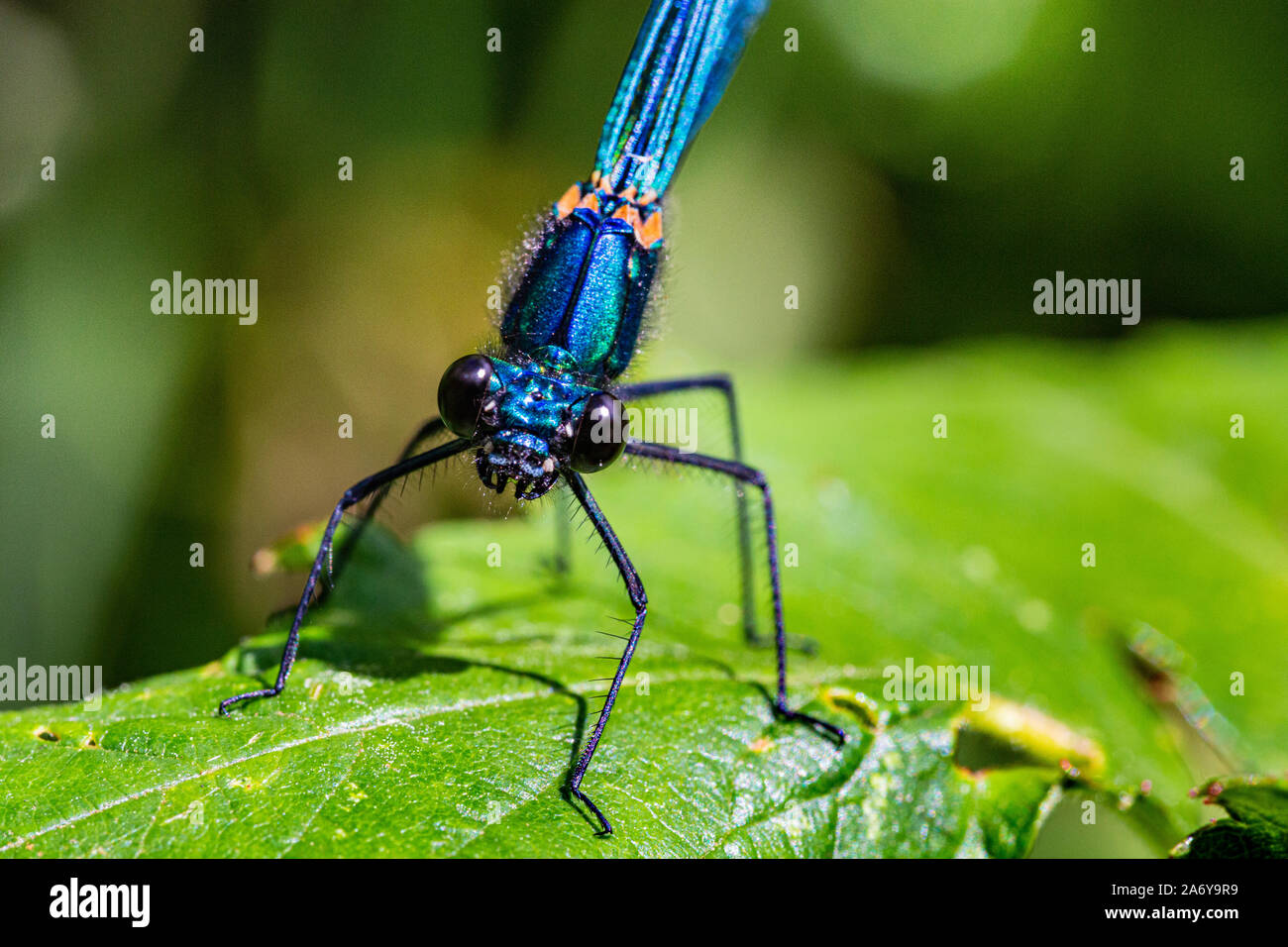 Head On, Retrato de detalle de una hermosa Damselfly masculinos, también conocido como Demoiselle Agrion (Calopteryx virgo) descansando sobre una hoja junto al río Torridge Foto de stock