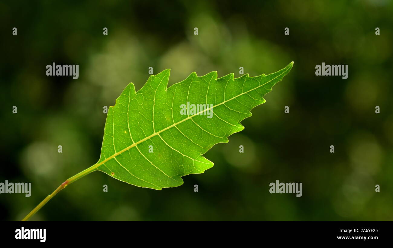 Neem Oil Imagenes De Stock Neem Oil Fotos De Stock Alamy