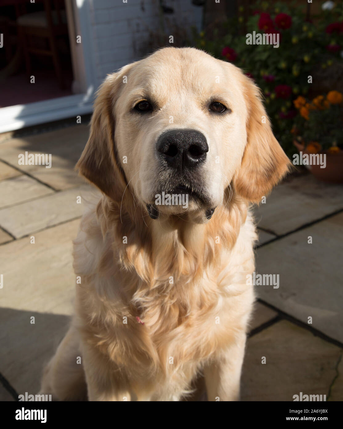 Perro golden retriever fotografías e imágenes de alta resolución - Alamy