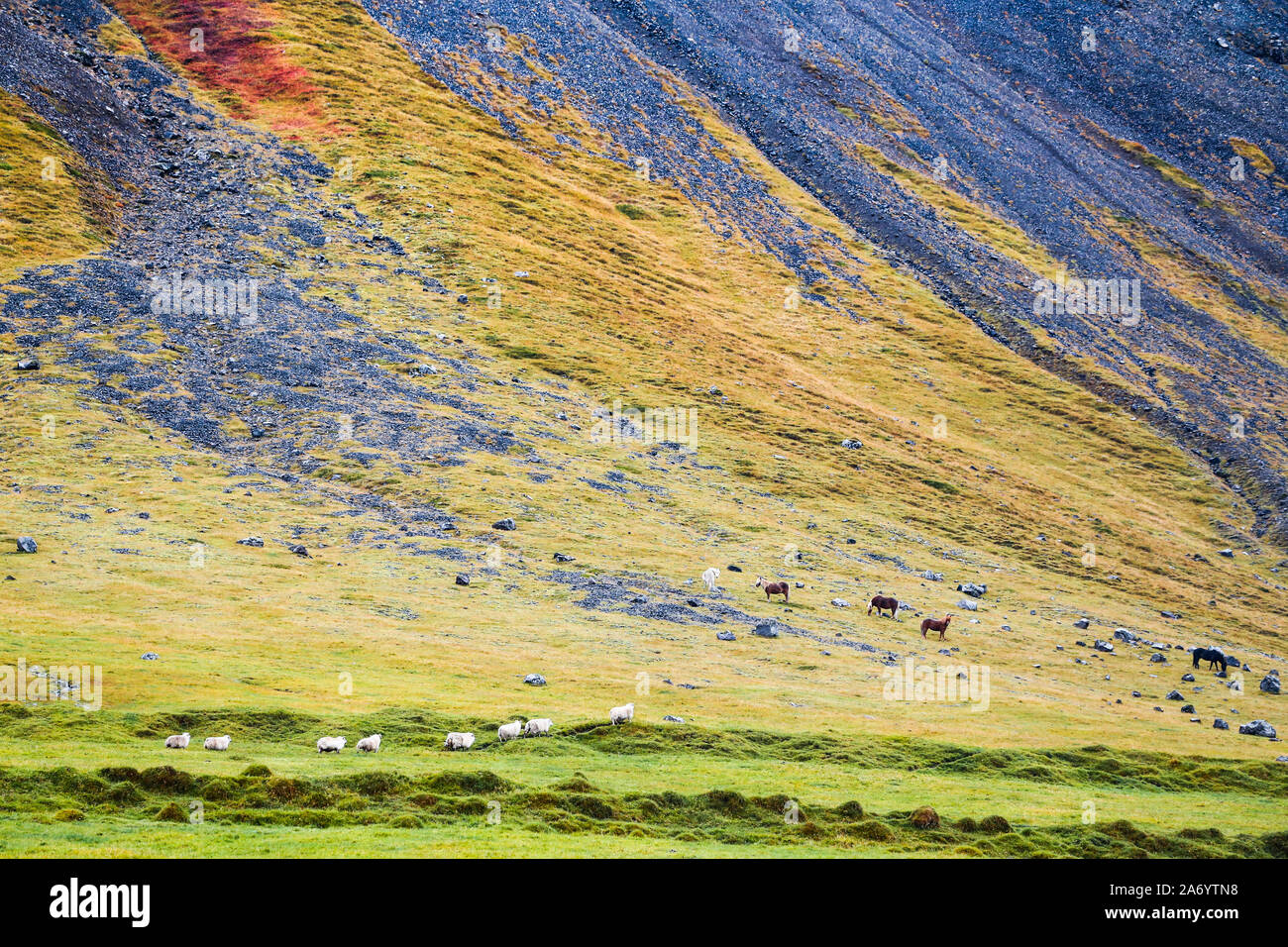 La montaña en Islandia con algunos caballos y ovejas. Foto de stock