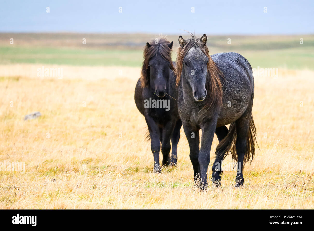 Dos jóvenes caballos islandeses Foto de stock