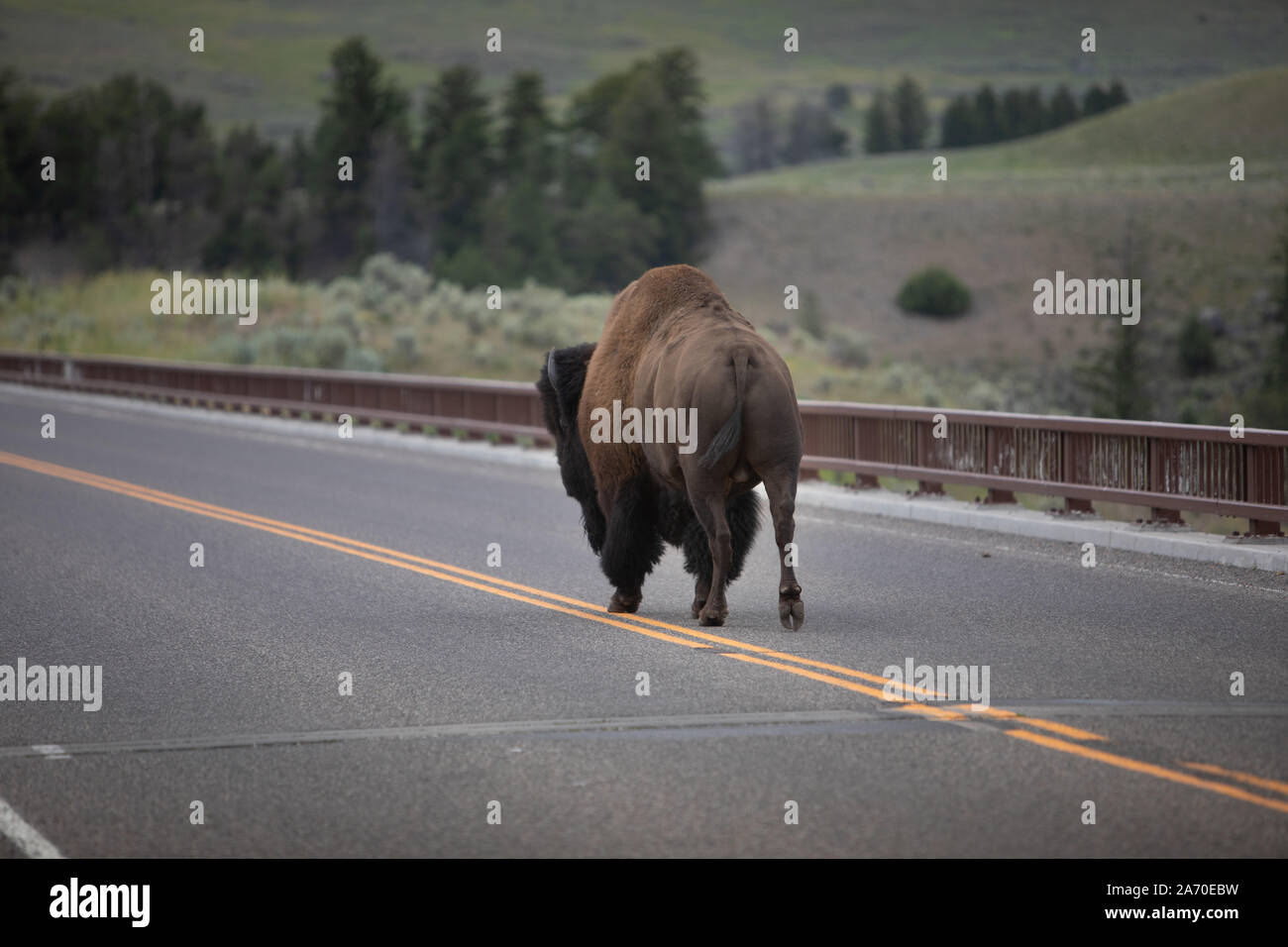 Valle Lamar, bisontes cruza un puente en el Parque Nacional de Yellowstone. Foto de stock