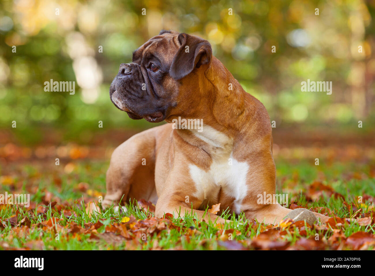 Un perro Boxer hembra sentar afuera entre las hojas caídas en otoño Foto de stock