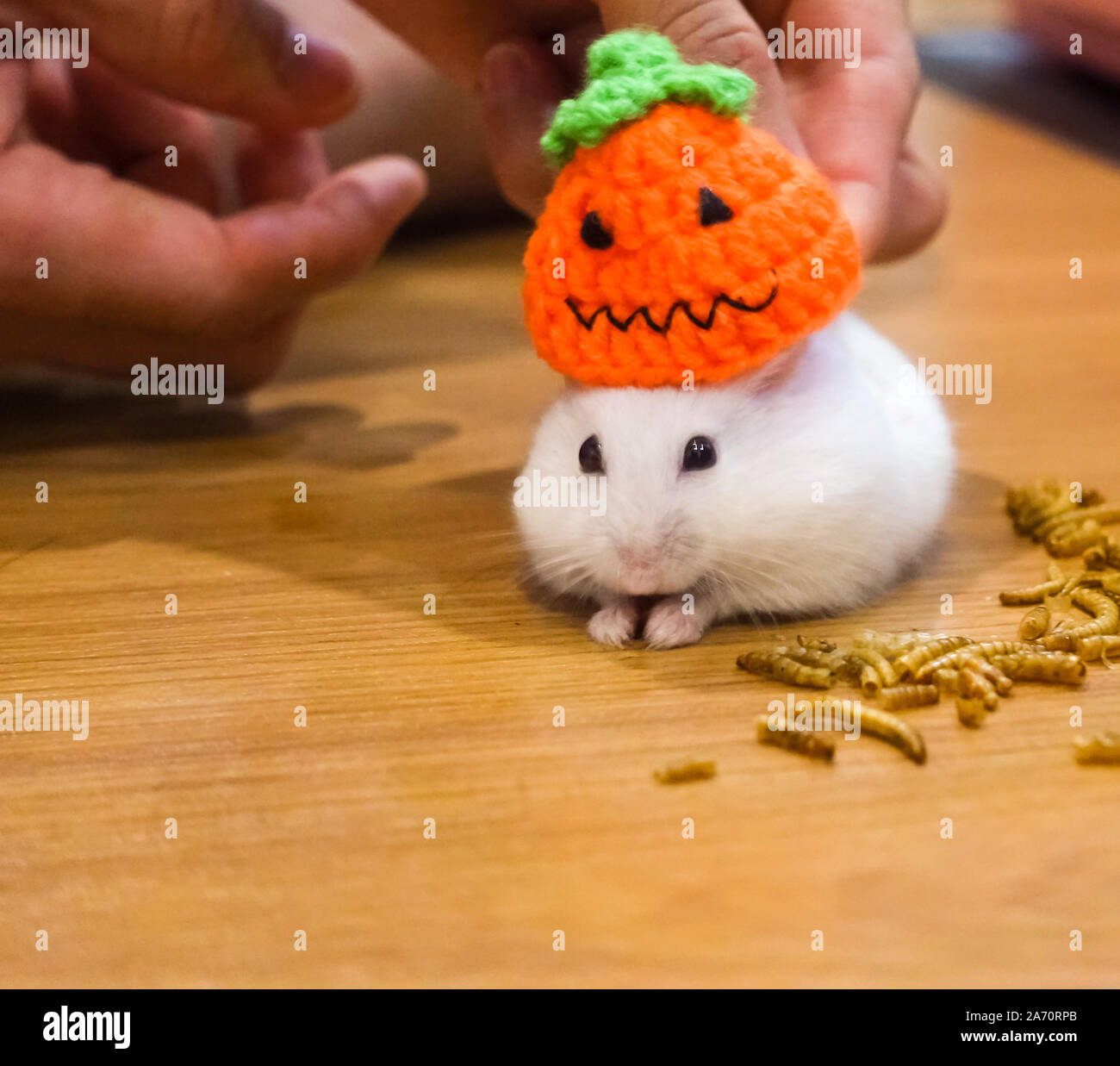 Disfraz de hamster fotografías e imágenes de alta resolución - Alamy