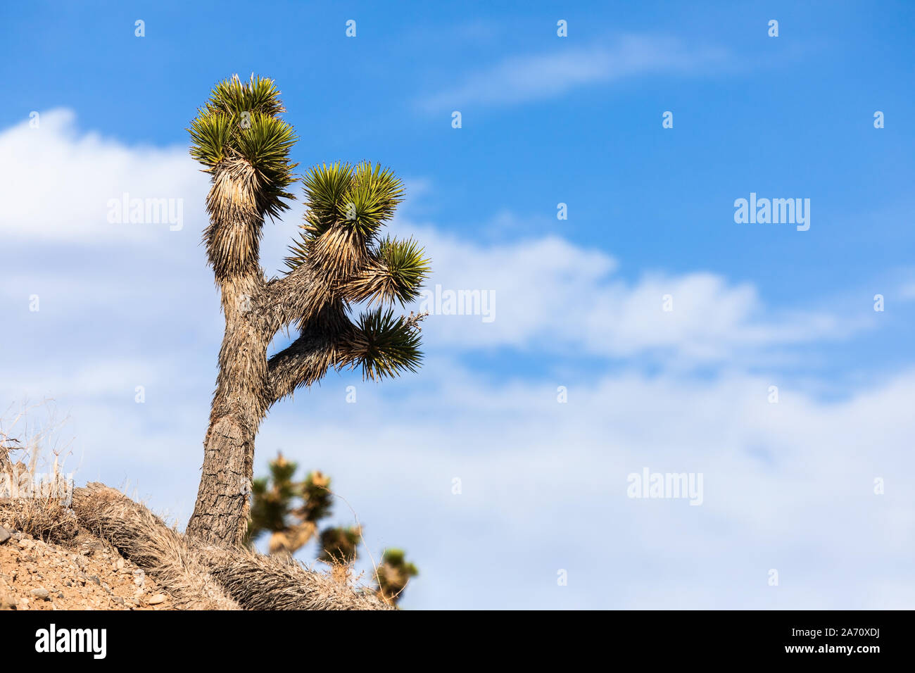 Un árbol de Josué (Yucca brevifolia) con un fondo de cielo azul en el desierto de Mohave Foto de stock