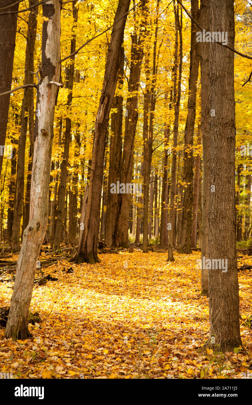 Temporada de otoño en el bosque con coloridas hojas y camino Foto de stock