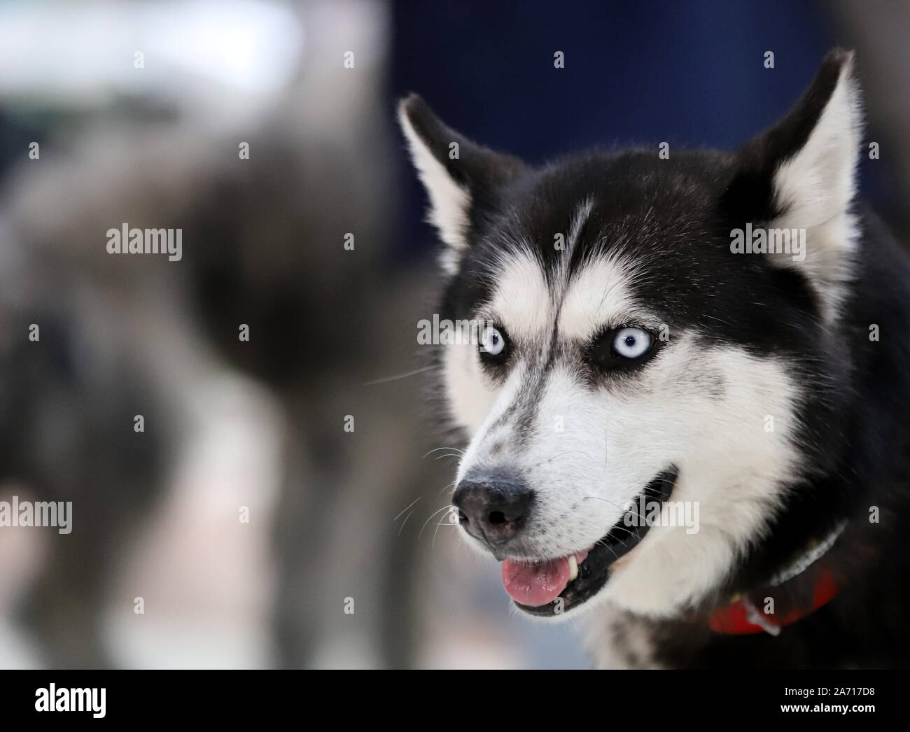 Perro Husky Siberiano Blanco Puro Con Ojos Azules De Cierre Vertical Fotografia De Stock Alamy Perro Husky Siberiano Blanco Puro Con Ojos Azules De Cierre Vertical Fotografia De Stock Alamy