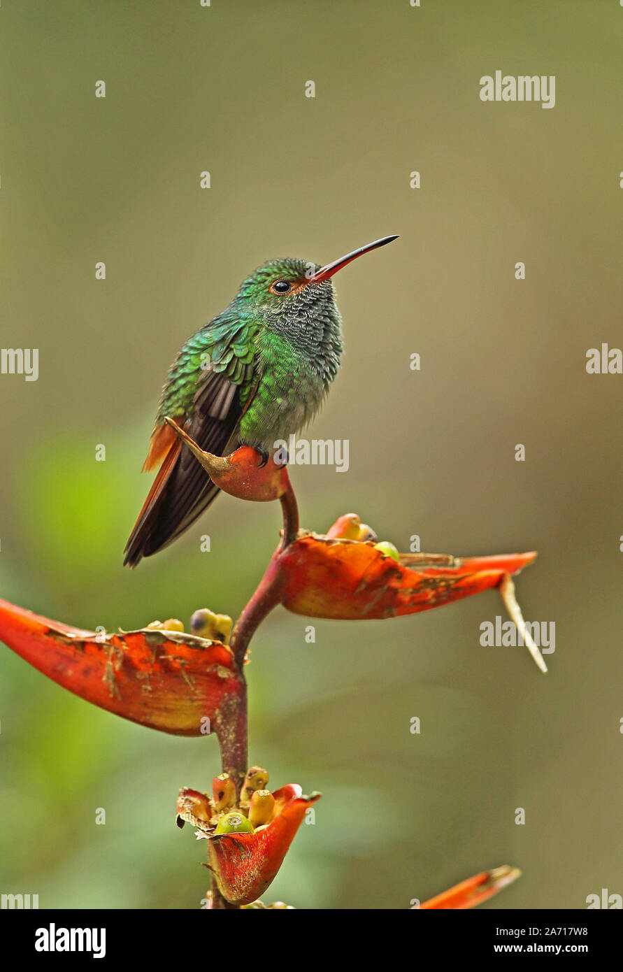 Rufous-tailed Hummingbird (Amazila tzacatl) adulto posado sobre flor Torti, Panamá Abril Foto de stock